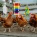 EBaokuup 3PCS Chicken Toys: Xylophone, Mirror, Bell & Foraging Shredder Toys - Best for Chicks, Hens, Parrots - Suspensible & Durable - Buy Online on GoSupps.com