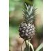 Ponthier Pineapple Puree 2x1kg - Premium Fruit Puree for Smoothies Sorbets & Toppings | Natural Ingredients No Additives - 2kg - Buy Online on GoSupps.com