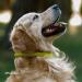 CollarDirect Handmade Soft Padded Round Leather Dog Collar - Adjustable Size for Small & Big Dogs | Available in Black Pink Red Purple Blue & Green (48-53 cm) - Buy Online on GoSupps.com