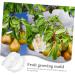 Outanaya Fruits Forming Mould Vegetable Ginseng Fruit Growth Forming Tool Transparent Fruit Shaping Cucumber - Buy Online on GoSupps.com
