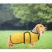 Geyecete Dog Raincoat - Adjustable Waterproof Jacket for Dachshunds | Reflective Straps & Velcro Fastener | Miniature Dackel Yellow - Size S (Back Length: 36-38cm) - Buy Online on GoSupps.com