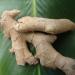 Grow Your Own Edible Ginger: 10 Live Rhizomes of Zingiber Officinale - Buy Online on GoSupps.com
