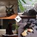 Snoozycat Refillable Valerian Pillow for Cats - 2 Pieces with 4 Organic Cat Valerian Refill Pads | Handmade & Washable Cotton - Buy Online on GoSupps.com