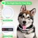 Shop Luminaire LED Dog Collar - USB Rechargeable Waterproof Adjustable | 3 Lighting Modes for Small & Medium Dogs & Cats - Green - Buy Online on GoSupps.com