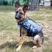 Vivaglory Removable Front-Wheel Dog Lifeguard Vest - Reflective Camo Blue S (43-53cm Chest) for Swimming & Boot Driving - Buy Online on GoSupps.com