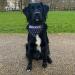 Buy printplanet Dog Scarf - Customizable Name/Text Trees Dark Blue - Size L | Perfect for Stylish Dogs - Buy Online on GoSupps.com