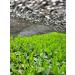 Premium Gyokuro by CHILL TEA Tokyo - Jewel dew - Exclusive Japanese green tea - Mellow deep Umami - 60g - Buy Online on GoSupps.com