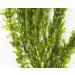 2 x Bunch of Oxygenating Weed with Weight 10 ELODEA DENSA Stems Live Pond Plant Aquarium Aquatic Fern - Buy Online on GoSupps.com