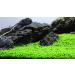 Micranthemum"Monte Carlo" - 1 Bunch - Live aquarium plant - Buy Online on GoSupps.com