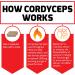 Force Factor Cordyceps 500 mg - 60 Capsules for Energy & Stamina Boost - Buy Online on GoSupps.com