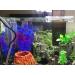 Slocme Medieval Harz Castle Aquarium Decoration | Unique Castle Landscape Ornament & Betta Shelter - Buy Online on GoSupps.com