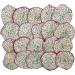 Dried Dragon Fruit Slices - Premium Dehydrated Cocktail Garnishes - 14 Servings (50g Approx) - Buy Online on GoSupps.com