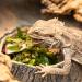 Navaris Reptile Feeding Dish and Bowl Set - Ideal for Geckos, Chameleons, Lizards, and Iguanas - Includes Mealworms - Reptile Accessories - Buy Online on GoSupps.com