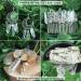 Clear Quartz Crystal Points - Natural Healing Stones for Meditation and Chakra Balancing (0.39 - 1.18 inches) - Buy Online on GoSupps.com