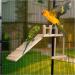 TeTupGa Hamster Bird Perches Cage Toys - Wooden Platform with Climbing Ladder and Swing - Ideal for Green Cheeks, Lovebirds, Chinchillas, and Budgies - Buy Online on GoSupps.com