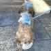 Premium H-Shaped Hunding Harness for Small Medium & Large Dogs - Blue (L) | Velvet Multi-Position Leash & Loop | International Shipping - Buy Online on GoSupps.com