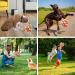 TWOPER Snuffle Ball for Dogs - Dog Toy Sniffle Interactive Treat Ball and Slow Feeder for Small Medium and Large Breed Dogs - Snuffle Mat for Dogs for Anxiety Relief and Boredom Busters - Buy Online on GoSupps.com