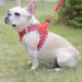 Doramio Dog Harness for Small Dogs | Reflective Breathable & Safe | Includes Leash | Perfect for Cats | Size L - Red - Buy Online on GoSupps.com
