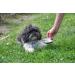 Wet Dog Food - 300g - High Meat Content - Premium Quality - 36 x 300g - Buy Online on GoSupps.com