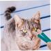 HANABASS 2pcs Eye Gum Cleaner Kitten Eye Cleaning Comb Cat Wipe Cat Comb Dog Eye Cleaning Comb Dog Comb Pp 10.00X3.20X1.00CM Assorted Color - Buy Online on GoSupps.com