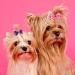 BIPY 100pcs/pack Small Dog Hair Bows with Elastic Rubber Bands Doggy Kitten Topknot Attachment Grooming Accessories Set for Long Hair Puppy Cat Hair Bows Colors Randomly Single bows 100PCS - Buy Online on GoSupps.com