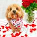 Maustlie Double-Sided Dog Bandana - Valentine's Day & Wedding Party Attire | L Red Smoking Bandana for Dogs - Buy Online on GoSupps.com