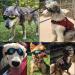 2 Pcs Dog Goggles Dog Sunglasses Dog Goggles Eye Protection Windproof Dog Glasses Anti-Fog Uv Protection Sun Glasses for Cat & Small Dogs (Black and White) - Buy Online on GoSupps.com