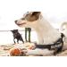 Julius-K9 IDC Color & Gray Belt Harness S/Mini Black-Gray - Durable and Stylish - Buy Online on GoSupps.com