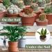 2.5lb Mixed Color Decorative Rocks for Plants - Natural Pea Gravel for Succulents, Vases, Fish Tanks - Matte Texture, 1/5 Inch - Buy Online on GoSupps.com