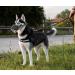 Metal Face Basket Dog Muzzle for Large & Medium Dogs | Breathable & Adjustable Leather Leash - Size M - Buy Online on GoSupps.com