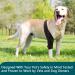 Dog Knee Brace for Torn ACL Hind Leg Adjustable Dog Acl Knee Brace Support for Large and Small Dogs with ACL CCL Cruciate Ligament Injuries for Both Back and Front Legs - Buy Online on GoSupps.com