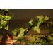 AQUA KT Reptile Corner Branch Terrarium Plant Decoration - Ideal for Amphibians, Lizards, Snakes - Suction Cup for Climbing - Buy Online on GoSupps.com