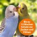 ARDAP Spot On - Natural Tick & Mite Protection for Ornamental Birds & Racing Pigeons | Up to 12 Weeks Long-Term Care - Buy Online on GoSupps.com