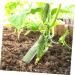 VANZACK 20 Pcs Shaped Growth Mold Fruit Molds Vegetable Molds Decor Cucumbers Star Cucumber Shaper Chocolate Mold Planting Accessories Vegetable Forming Molds Heart-Shaped Tool Container As Shownx5pcs mediumx5pcs - Buy Online on GoSupps.com
