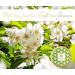 Tea Uniqo Jasmine Dragon Pearls - Premium Gift Box | Gluten-Free Vegan Naturally Flavored Green Tea Loose Leaf - Buy Online on GoSupps.com