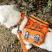 Oneigris Large Feed Bag for Dogs - 2 Pack Reflective Training Bags for Tactical Harness & Walking Orange - Buy Online on GoSupps.com