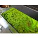 Duckweed Floating Live Plant for Aquarium Garden Pond Duck Weed - Buy Online on GoSupps.com