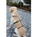 Kerbl 80042 Panic Harness Miami - Escape-Proof Adjustable Grey Dog Harness (48-70cm) for Safe Comfortable Travel - Buy Online on GoSupps.com