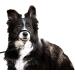 Flamingo 502593 Easy Leader Schwarz - S | Premium Dog Training Leash for International Shipping - Buy Online on GoSupps.com