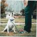 Angoily 3-Piece Dog Coupling Ground Anchor - Chrome Plated Metal Pet Tie Set (42x8.5x4cm) - Durable Silver Pet Accessories - Buy Online on GoSupps.com