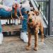 HUNTER Aalborg Leather Dog Harness - Cognac - Size SM/1 | Premium Comfort & Durability for Stylish Pets - Buy Online on GoSupps.com