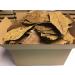 catappa-leaves sea almond leaves 300g B-stock unsorted - express delivery in a package