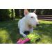 Dingo MOP & Bungee Grabbed Dog Toys - Agility Motivation Game | Multicolored Training Toy - Buy Online on GoSupps.com
