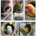 2Pcs Handmade Birdcage Straw Birdhouse for Lucky Birds - Natural Fiber Simulation Nest for Resting and Breeding - Provides Shelter and Hideaway from Predators and Cold Weather - Buy Online on GoSupps.com