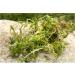 Mixed Native Oxygenating Weed with Weights for 5 Meter Squared of Cover. - Buy Online on GoSupps.com
