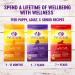 Wellness Natural Pet Food - 5 lbs. Lamb & Barley Dry Dog Food - Buy Online on GoSupps.com