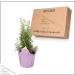 Live Aromatic Rosemary in Decorative Pot - Set of 6 | Healthy and Vibrant Display - Buy Online on GoSupps.com