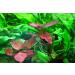 Red Tiger Lotus Bulb - Nymphaea Live Aquarium Plant Tropical Lily Fry Betta Water - Buy Online on GoSupps.com