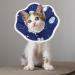 TIESOME Small Cat Cone Collars Adjustable Kitten Recovery Cone Collar After Surgery Fasteners Collars for Small Cats Protective Cat Recovery E-Collar 6.3-9inch Neck Diameter(S Size Constellation) - Buy Online on GoSupps.com