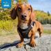 Best Pet Supplies Voyager Step-in Plush Dog Harness - Black, Small and Medium Dogs, Chest 16-18 - Buy Online on GoSupps.com